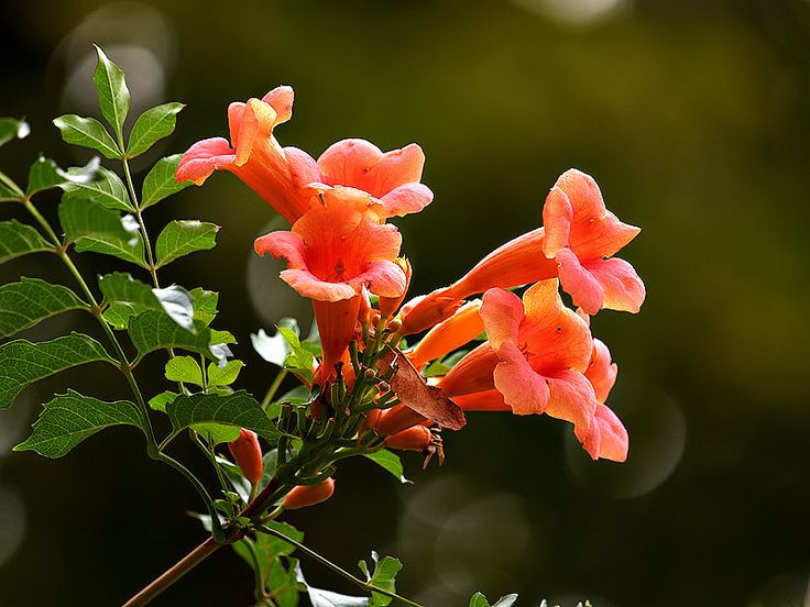 How To Grow Trumpet Vines?
