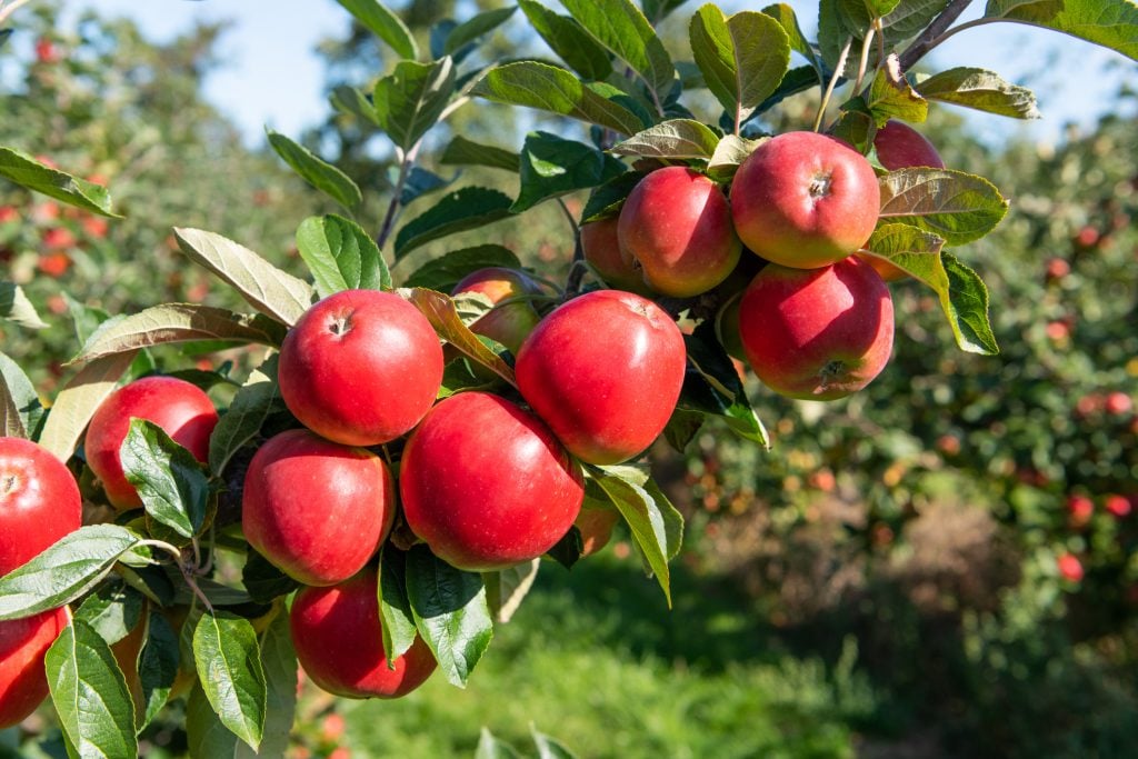 How To Harvest, Store & Process Apples