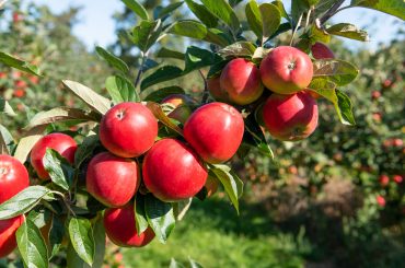 How To Harvest, Store & Process Apples