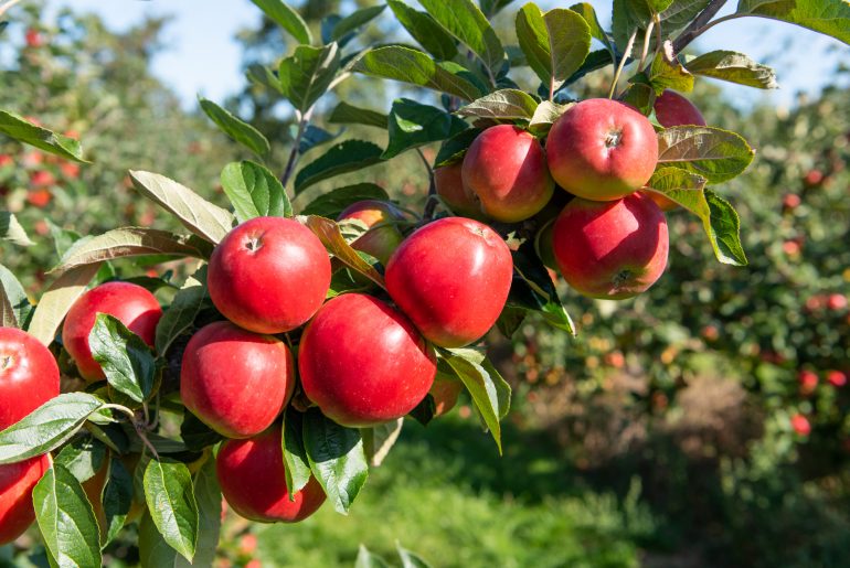 How To Harvest, Store & Process Apples