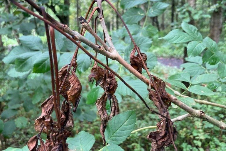 How To Identify & Deal With Ash Dieback