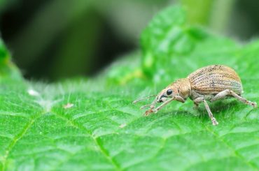 How To Identify & Treat Vine Weevil