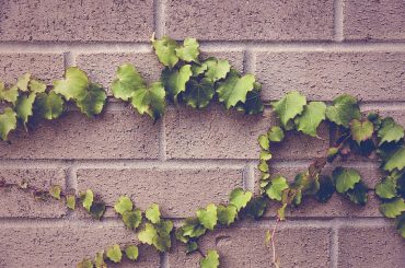 How To Kill & Get Rid Of Overgrown Ivy