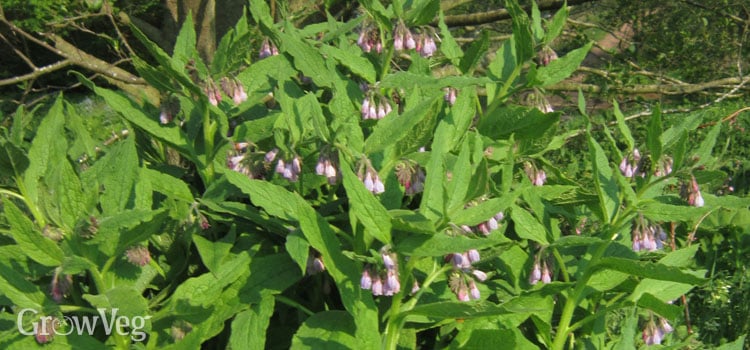 How To Make (And Use) Comfrey Tea Fertiliser