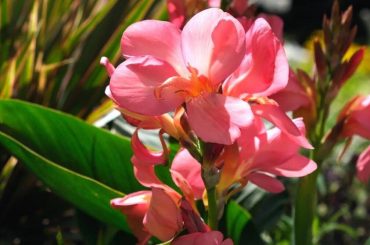 How To Overwinter Canna Lilies
