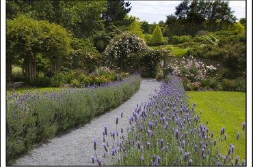 How To Plant A Lavender Hedge