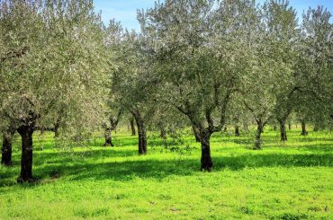 How To Plant & Grow An Olive Tree