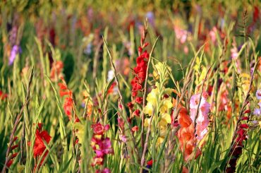 How To Plant & Grow Gladiolus Bulbs