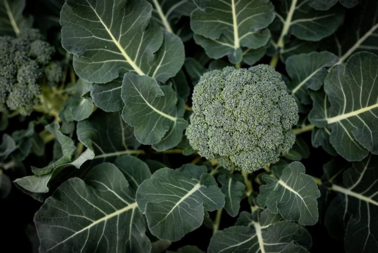 How To Prevent Broccoli Plants From Bolting