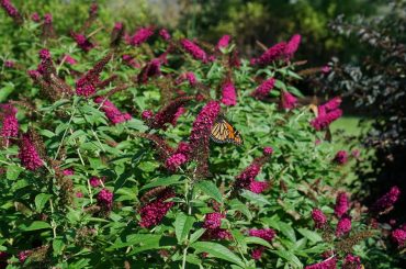 How To Propagate Buddleja From Cuttings