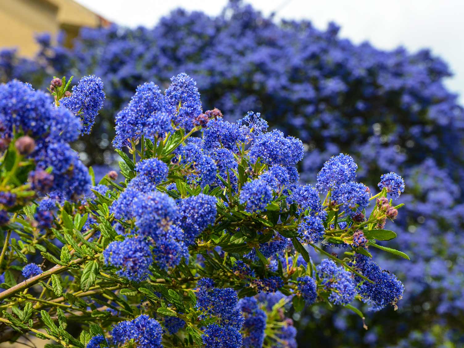 How To Propagate Ceanothus From Cuttings