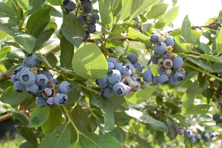 How To Prune A Blueberry Bush (By Age)