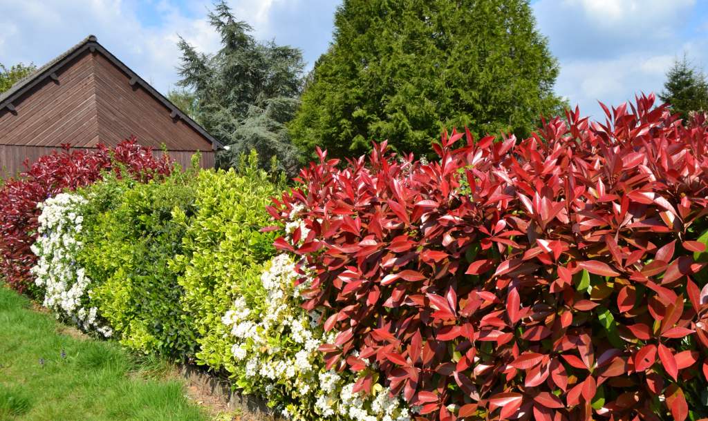 Instruere tage medicin dukke How and When to Prune a Photinia Red Robin Shrub - TheArches