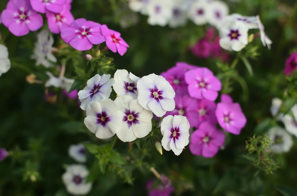 How To Prune Phlox In 4 Stages