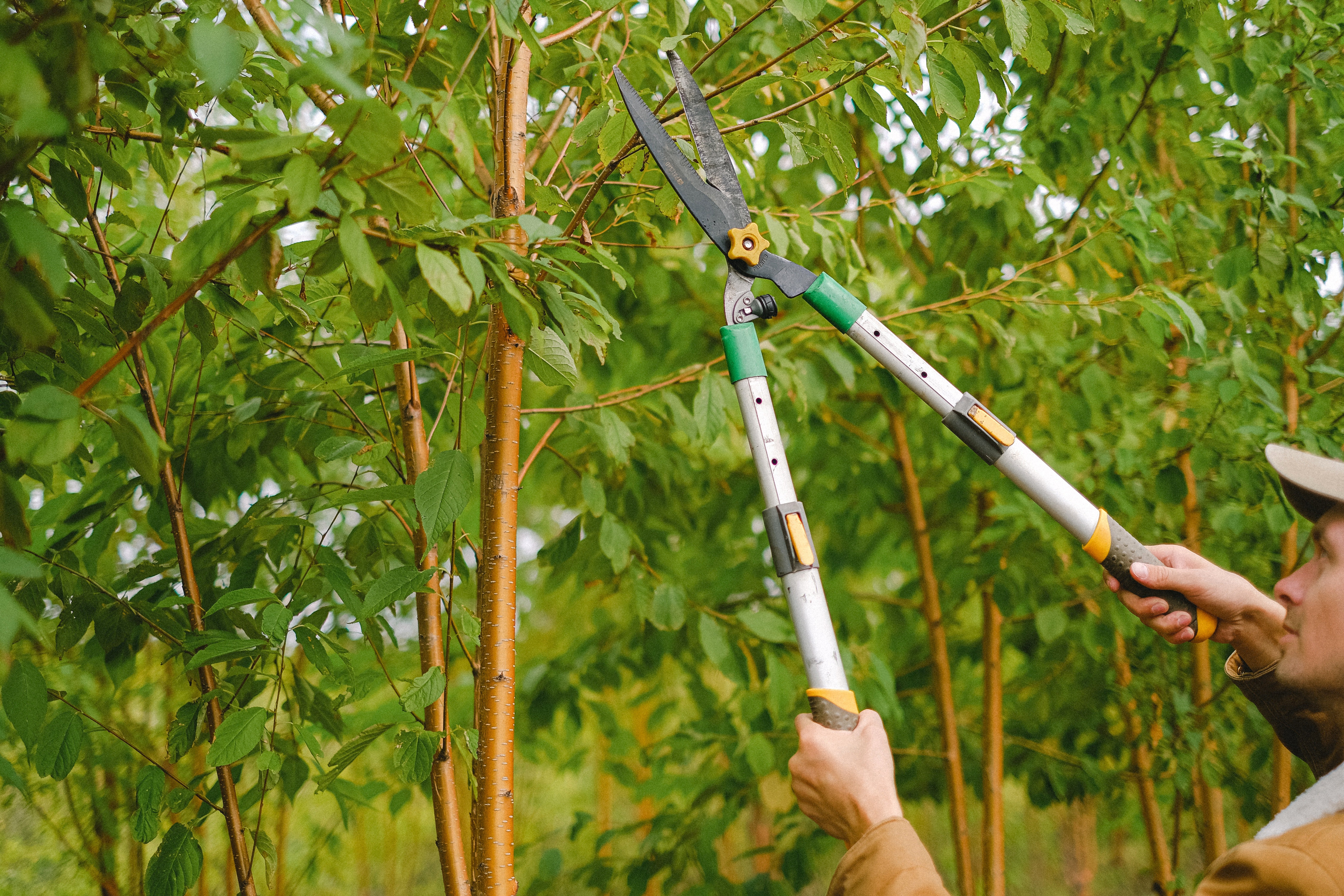 How To Prune Rhubarb In 3 Steps