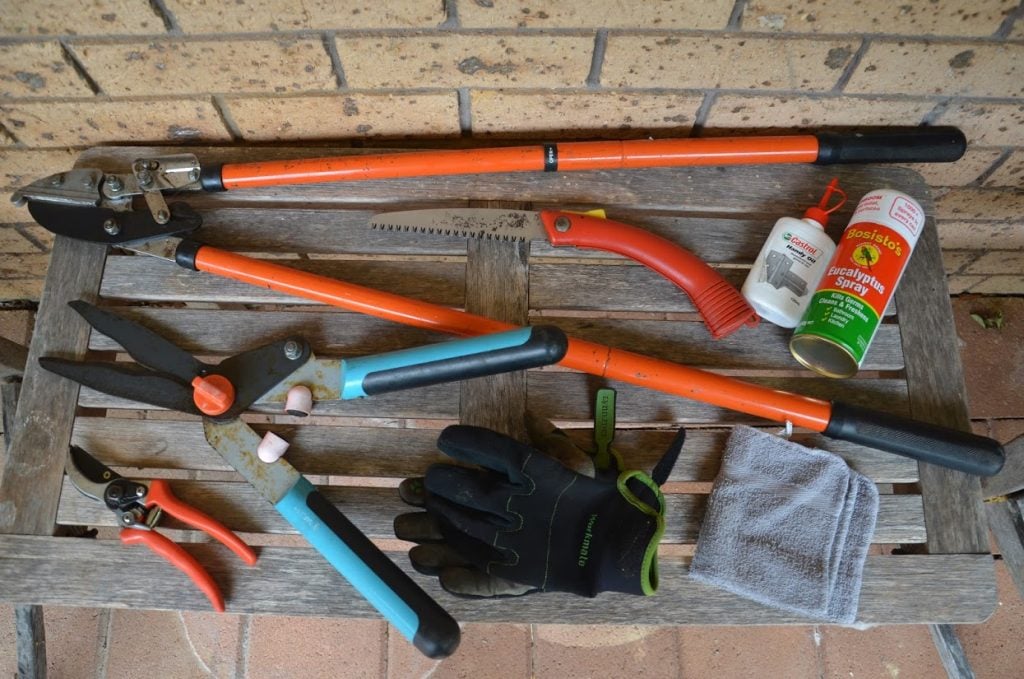 How To Prune Rhubarb in 3 Steps