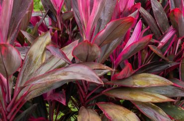 How To Revive An Ailing Cordyline Shrub