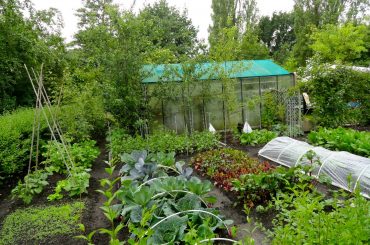 How To Start An Allotment: Beginners Guide