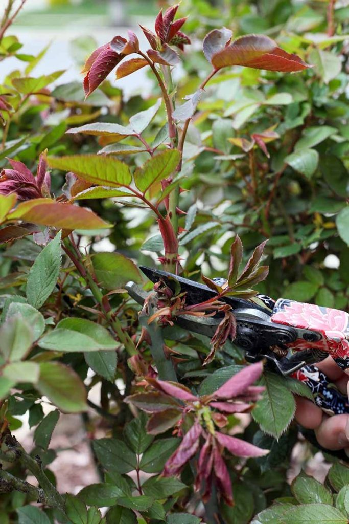 How To Take Rose Cuttings
