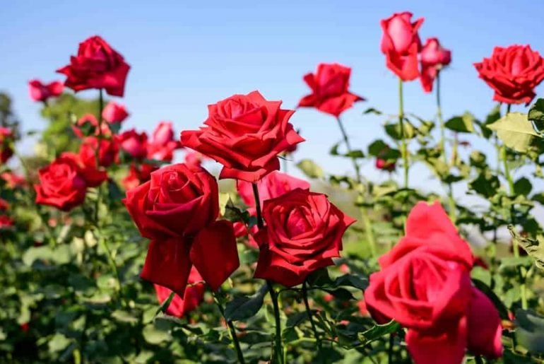 How To Take Rose Cuttings Effectively
