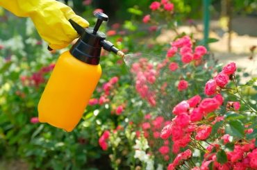 How To Treat Rose Black Spot In 3 Easy Stages