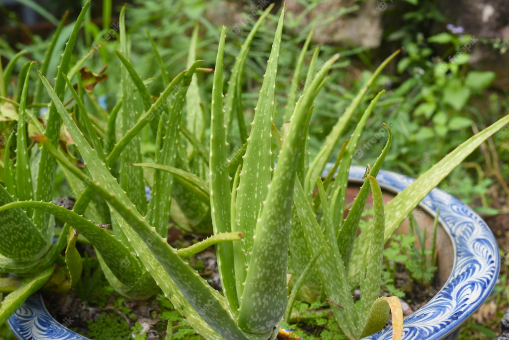 Best Practices for Watering Your Aloe Vera Plant TheArches