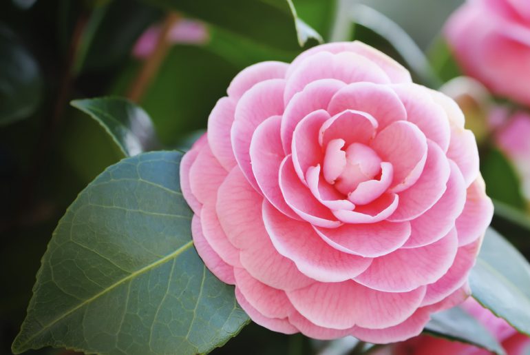 How To Water & Fertilise Camellias