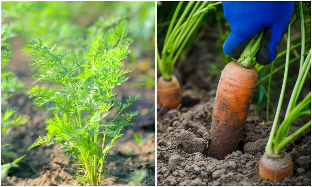 How and When to Harvest the Growing Carrots