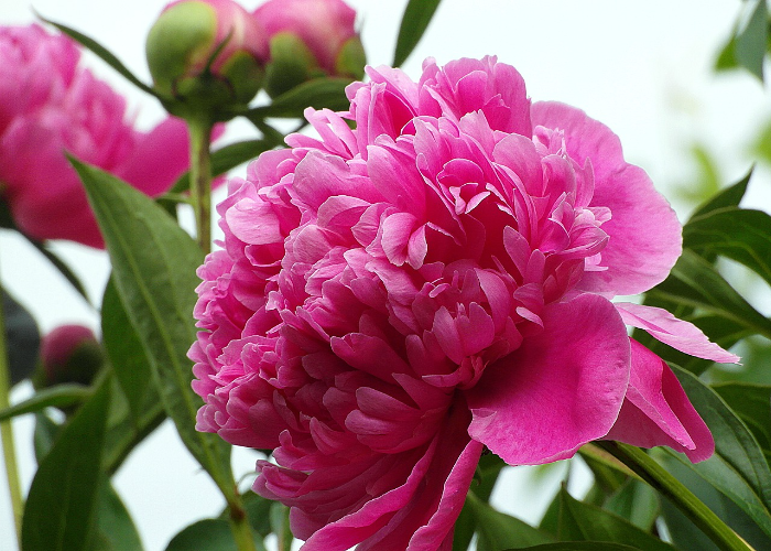 How and When to Plant Peony