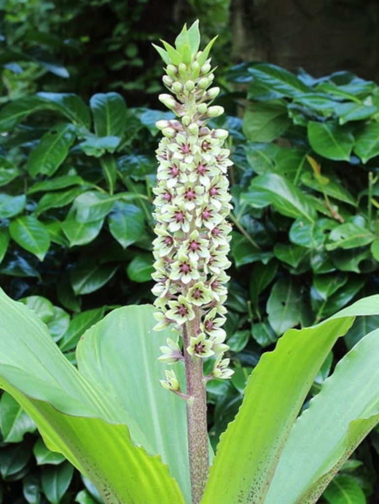 Essential Tips for Growing & Caring For 'Pineapple Lilies