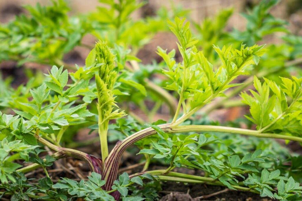 How to Care For Angelica Plant
