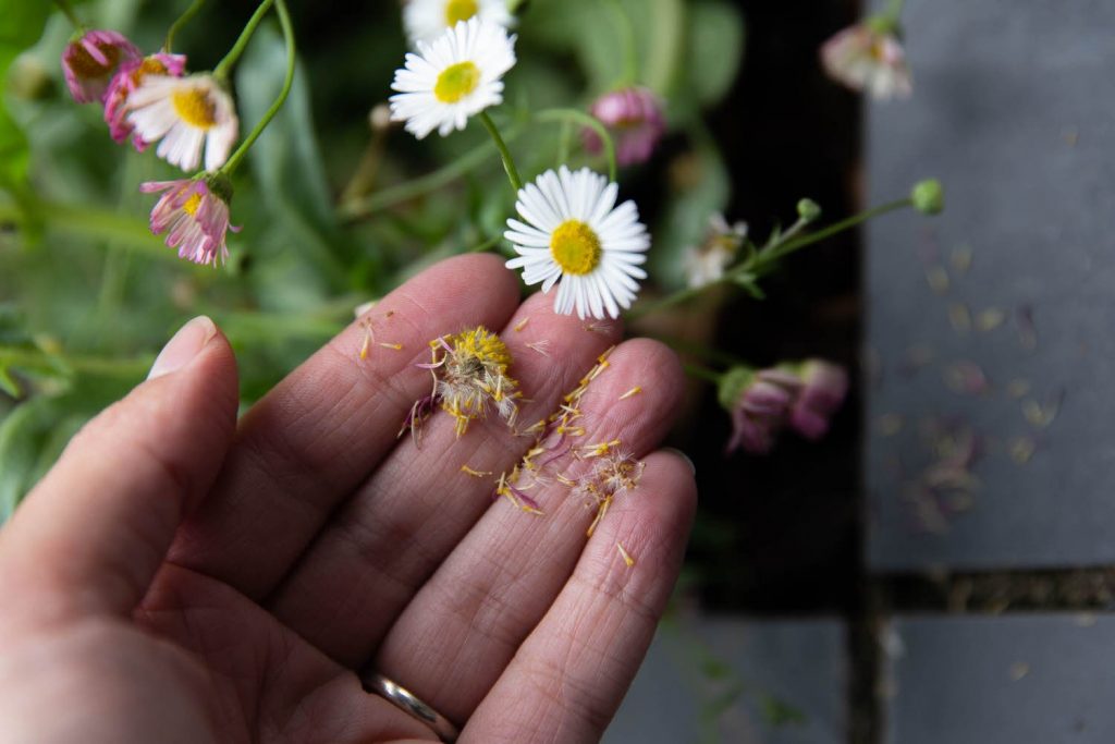 How to Care For Karvinskianus 'Mexican Fleabane'