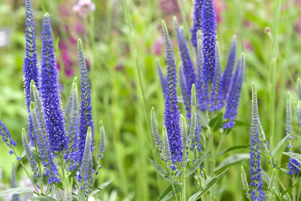 How to Care Veronica Longifolia ‘Garden Speedwell’ Plant