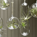 How to Care for Air Plants Growing Tips