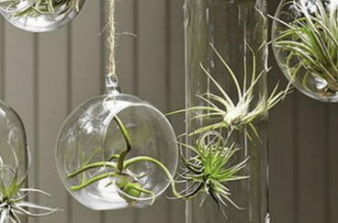 How to Care for Air Plants Growing Tips