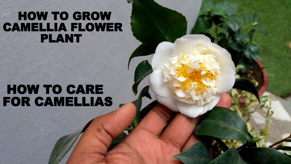How to Care for Camellia Japonica?
