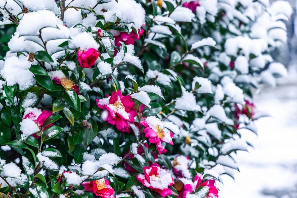 How to Care for Camellia in Winter