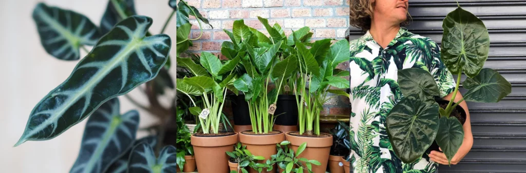 How to Care for Elephant Ears Plant