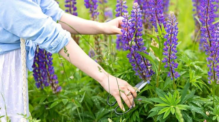 How to Care for Lupins