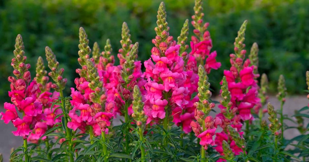 How to Care for Snapdragon Plant