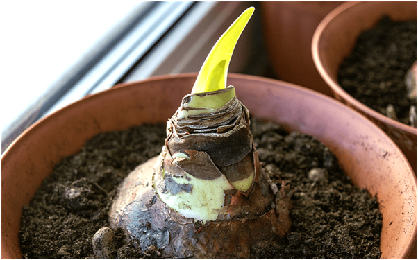 How to Care for The Bulbs