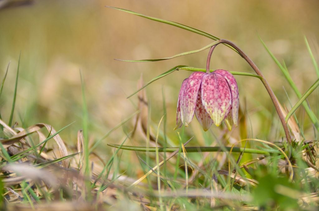 How to Care for The Snake’s Head Fritillary