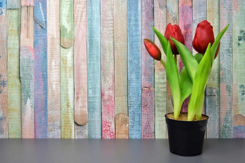 How to Care for Tulips