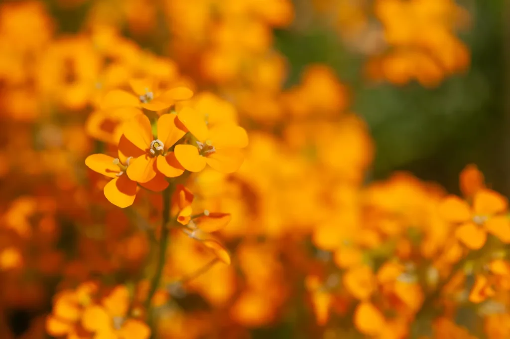 How to Care for Wallflower
