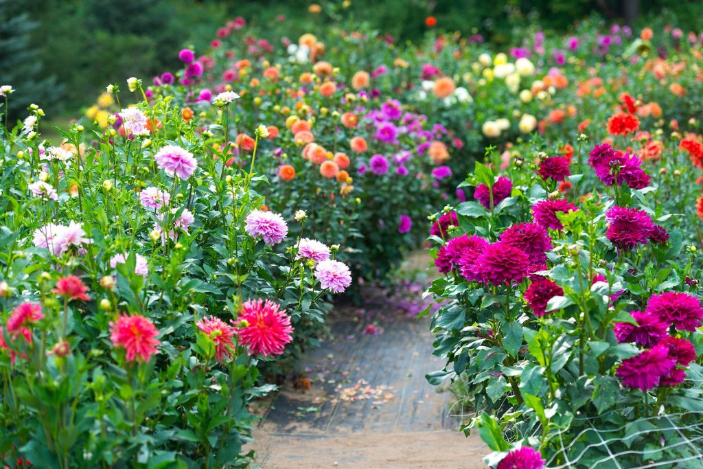 How to Care for Your Dahlias