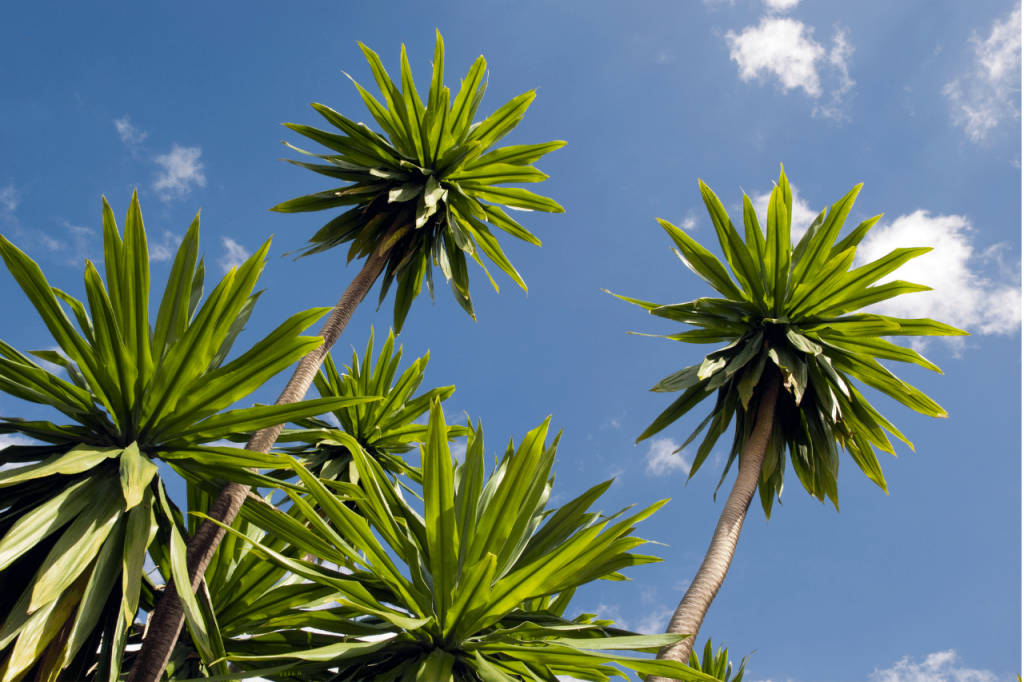 How to Care for Yucca Plants Outdoors