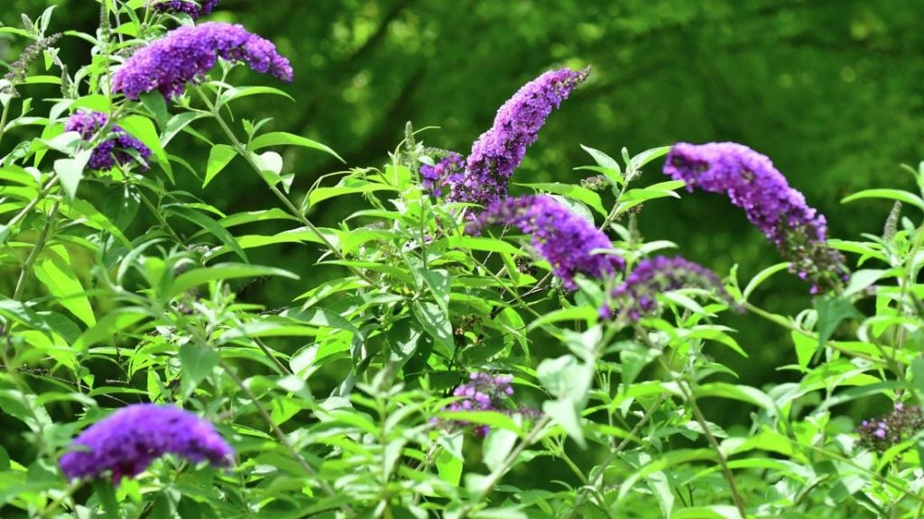 How to Carefully Cut Buddleias