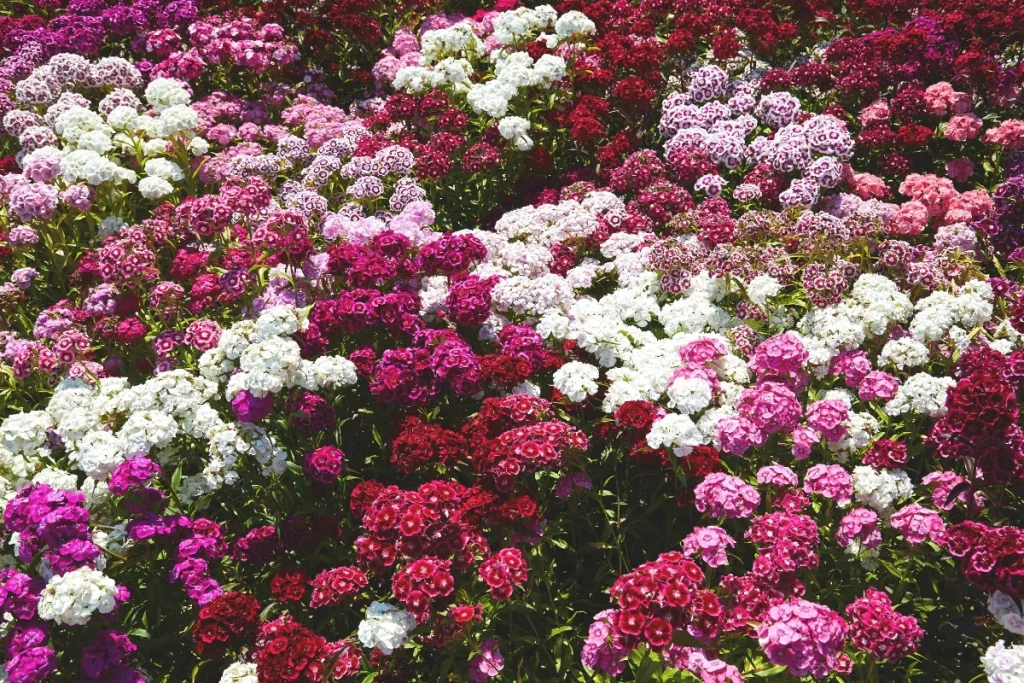 How to Choose Dianthus Seeds.jpg