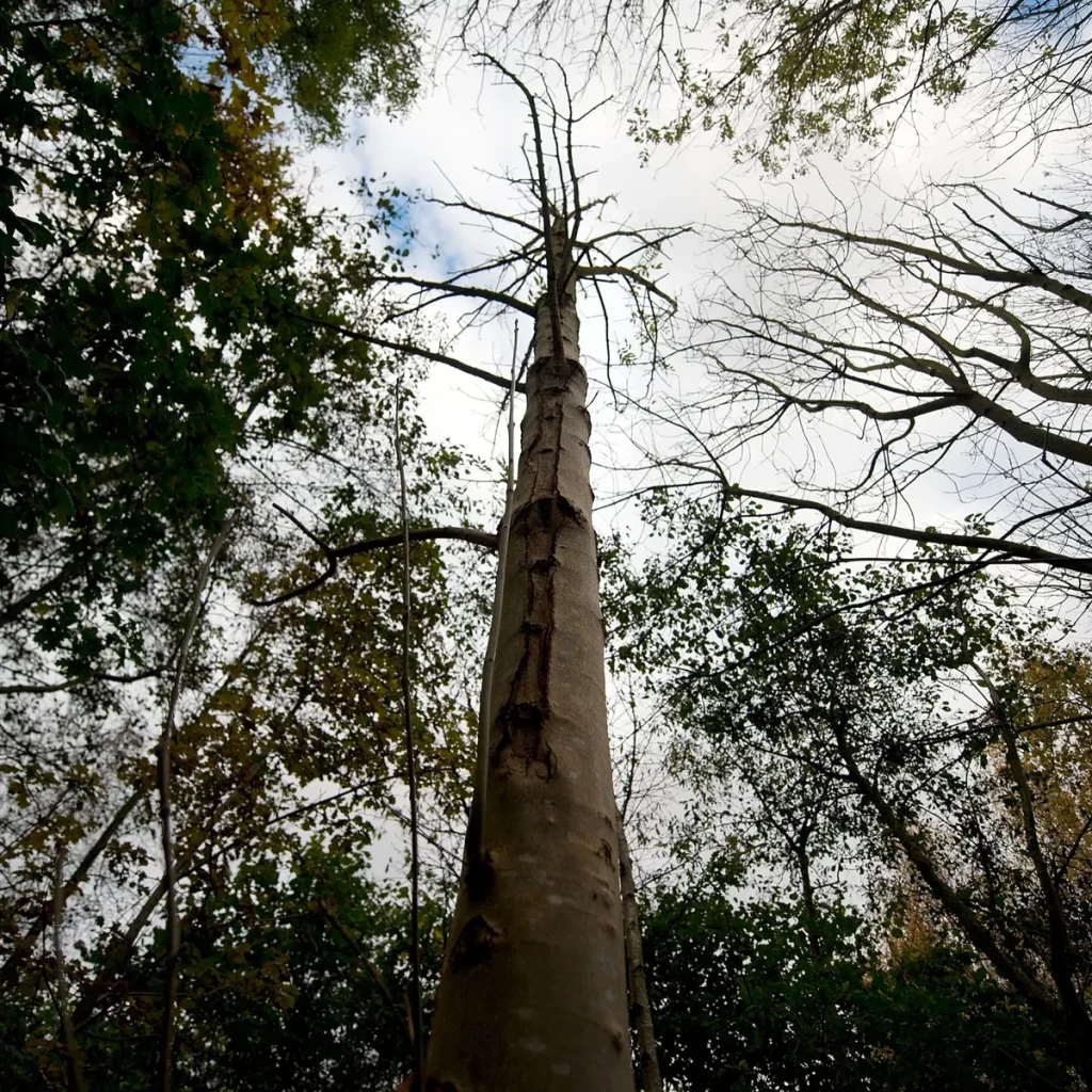 How to Control or Manage the Disease of Ash Dieback 