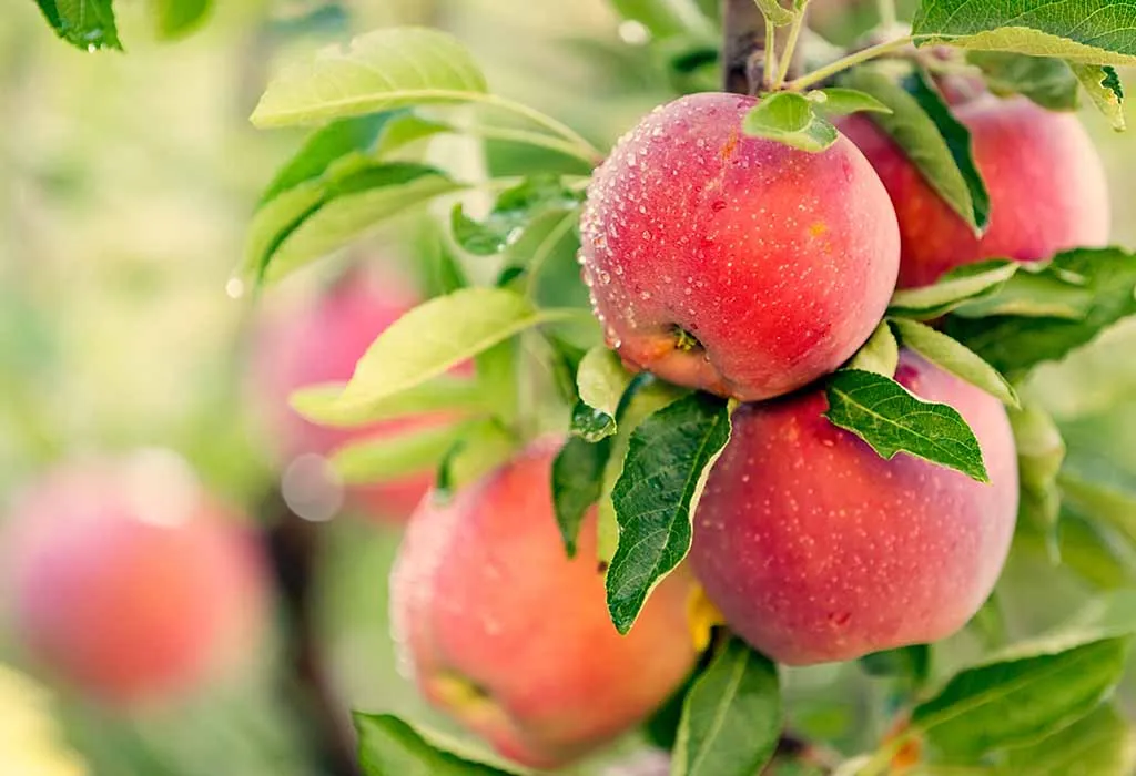 17 SelfPollinating Apple Trees Types for Your Garden The Arches